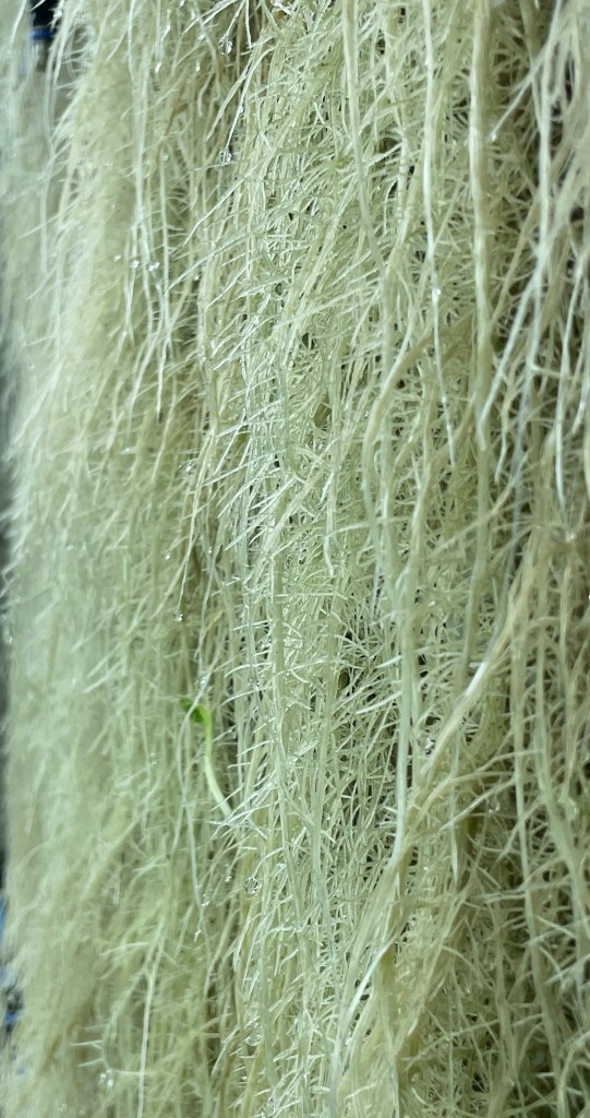 Healthy aeroponic roots 